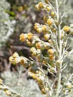 Absinthe - Artemisia absinthium (en Corse) (04) (Photo F. Mrugala)